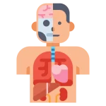 آناتومی